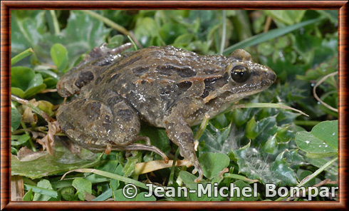 Mediterranean painted frog