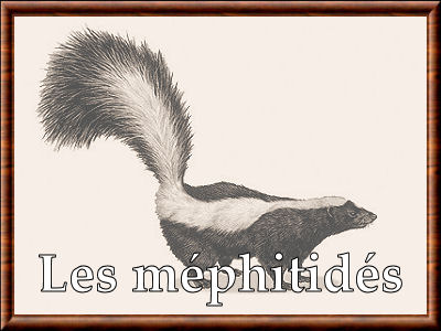 Mephitidae