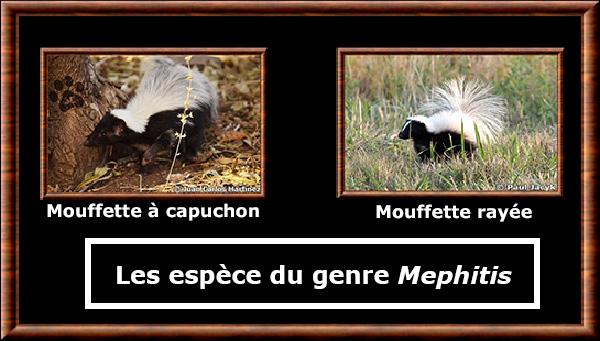 Mephitis