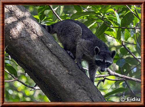 Mexican Raccoon