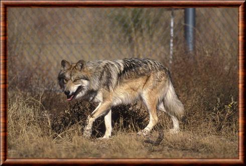 Mexican wolf (Canis lupus baileyi)