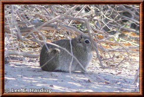 Microcavia australis