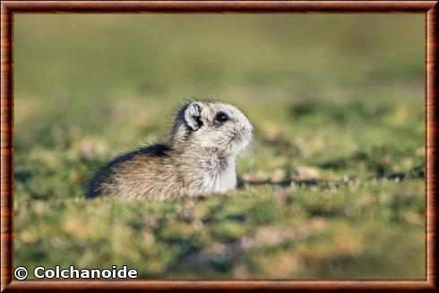 Microcavia niata