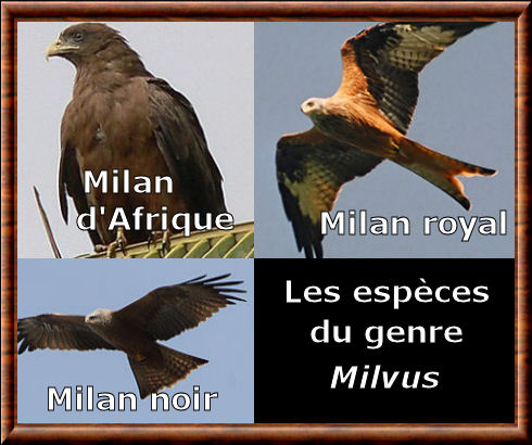 Milvus