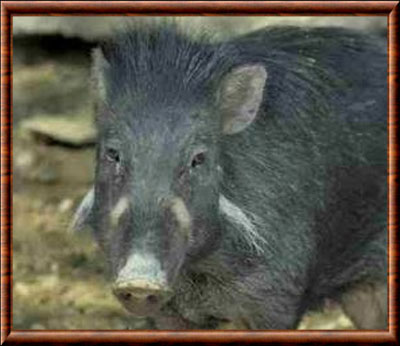 Mindoro warty pig