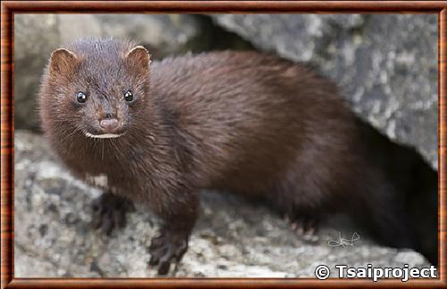 Mink