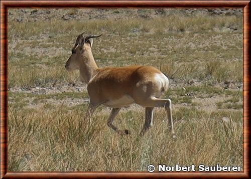 Mongolian gazelle