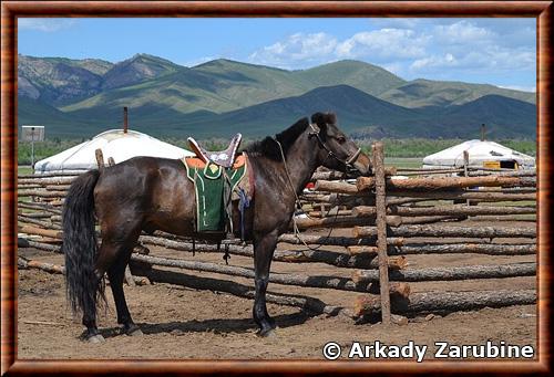 Mongolian horse