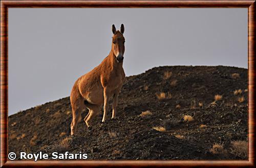 Mongolian wild ass (Equus hemionus hemionus)