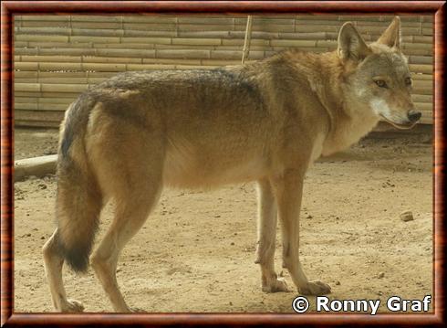 Mongolian wolf