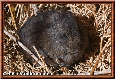 Montane guinea pig (Cavia tschudii)