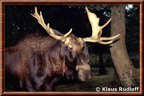 Moose (Alces americanus)