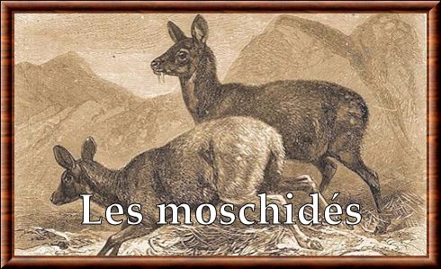 Moschidae