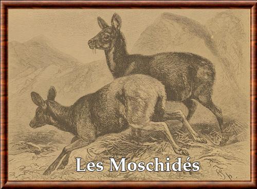 Moschidae