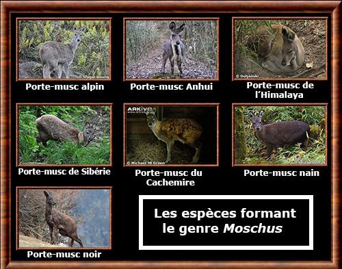 Moschus