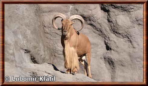 Mouflon à manchettes male