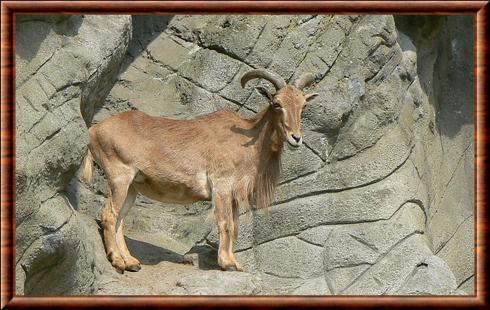 Mouflon à manchettes (Ammotragus lervia)