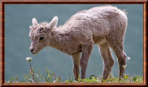 Mouflon d'Amerique juvenile