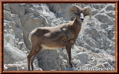 Mouflon d'Amerique Living Desert