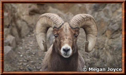 Mouflon d'Amerique portrait