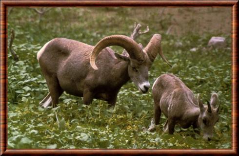 Mouflon d'Amerique (Ovis canadensis)