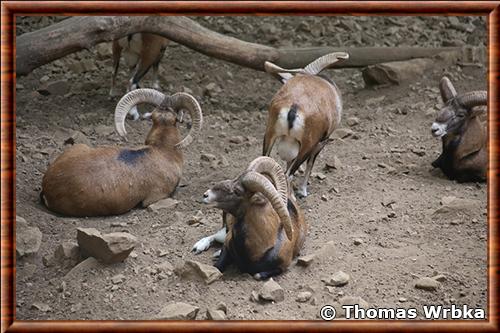 Mouflon d'Asie (Ovis gmelinii) Mouflon d'Asie (Ovis gmelinii)
