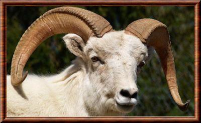 Mouflon de Dall gros plan