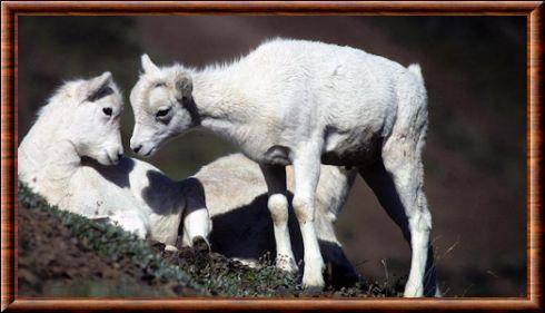 Mouflon de Dall juvenile