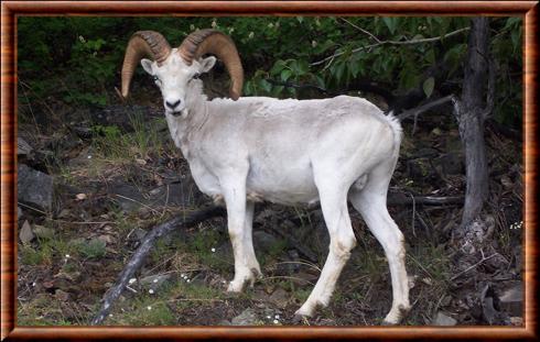 Mouflon de Dall (Ovis dalli)