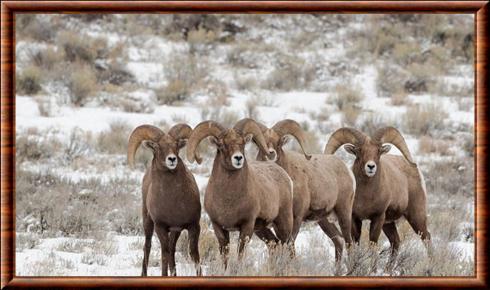 Mouflon de Siberie