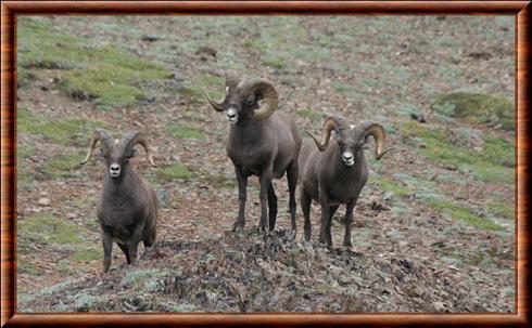 Mouflon des neiges Kronotsky Nature Reserve