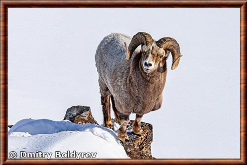 Mouflon des neiges (Ovis nivicola)