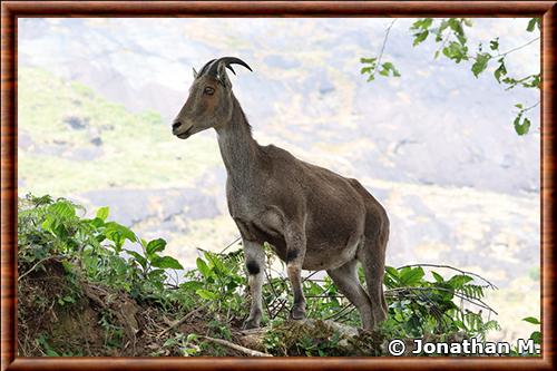 Mouflon des Nilgiri Mouflon des Nilgiri
