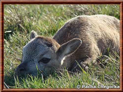 Mouflon juvénile Mouflon juvenile