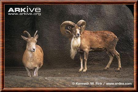 Mouflon oriental