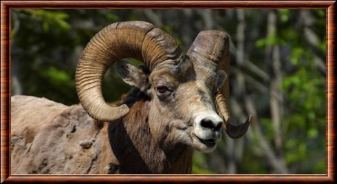 Mouflon