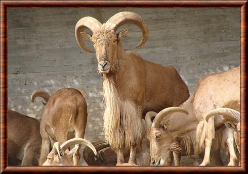 Mouflon de Barbarie