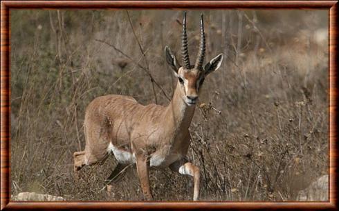 Mountain gazelle