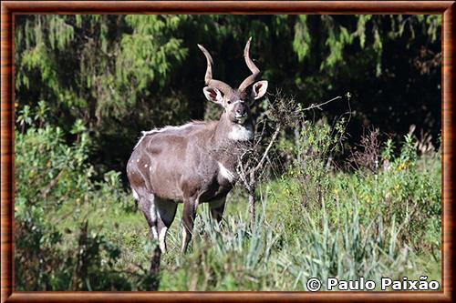 Mountain nyala