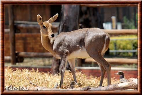 Mountain reedbuck