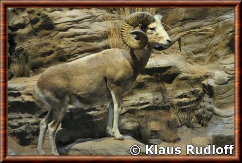 Mountain sheep