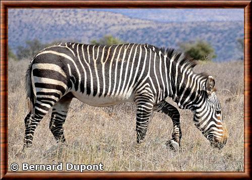 Mountain zebra Equus zebra