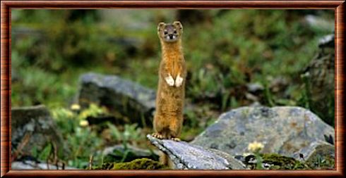 Mountain weasel