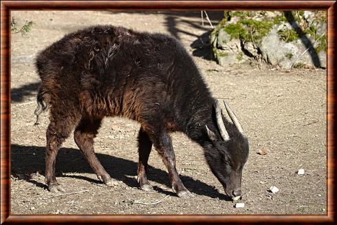 Mountain anoa