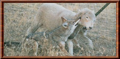 Mouton et coyote