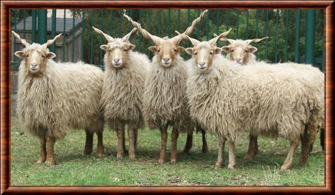 Mouton Racka