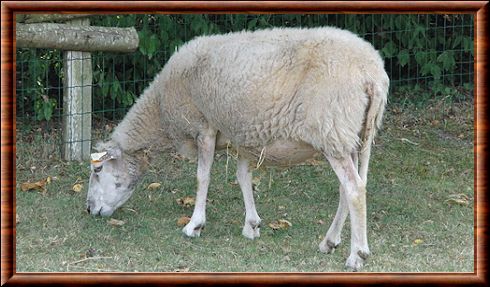 Mouton (Ovis aries)
