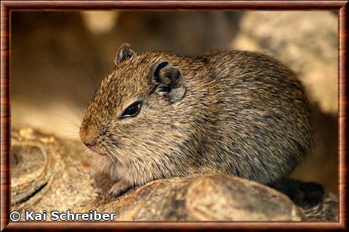 Muenster Yellow-toothed Cavy (Galea monasteriensis)