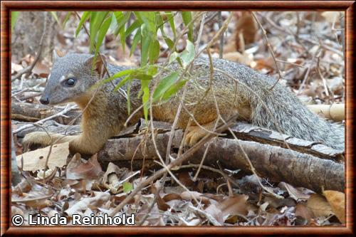 Mungotictis decemlineata