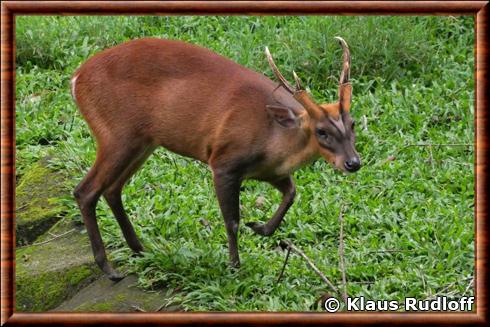 Cerf aboyeur de Java (Muntiacus muntjak muntjak)